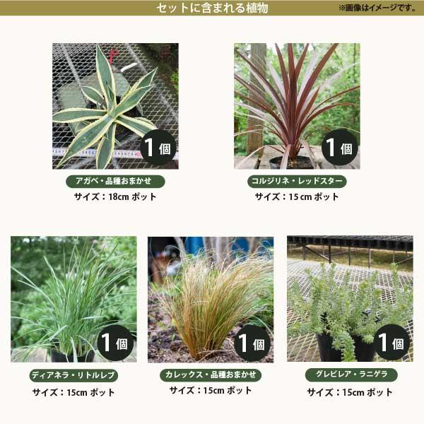 ロックガーデンセット これを植えるだけでお洒落なお庭に! 基本 ロックガーデンセット これを植えるだけでお洒落なお庭に! 基本