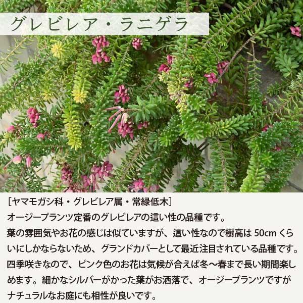 ロックガーデンセット これを植えるだけでお洒落なお庭に! 基本 ロックガーデンセット これを植えるだけでお洒落なお庭に! 基本