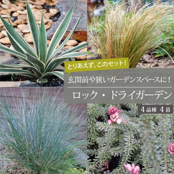 ロックガーデンセットを始めるならこのセット！ 基本の4品種 生産者