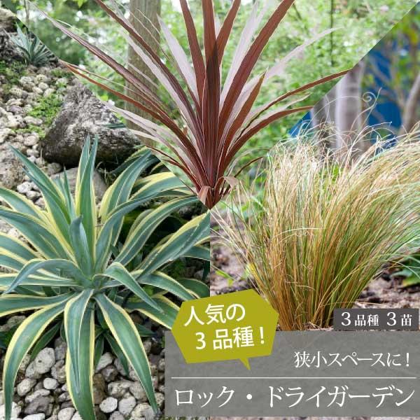 3月中旬以降発送** ロックガーデンセット シンプル定番の3品種！ 基本