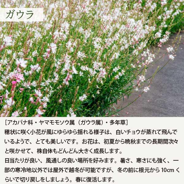 長い間お花が楽しめる！ホワイトガーデン 6品種（13苗） 白いお花の