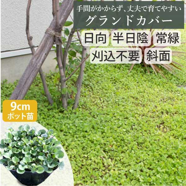New限定品 お洒落なグランドカバー 苗 ダイカンドラ 32個 セット 3寸 3号 9cmポット 農家直送 6 8平米分 強い植物 手間いらず 偉大な Www Aqtsolutions Com