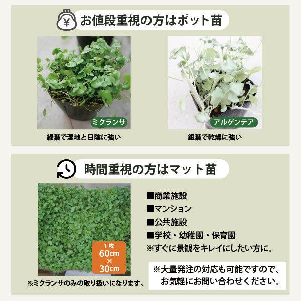 お洒落なグランドカバー 苗 ダイカンドラ 32個 セット 3寸 3号 9cmポット 農家直送 6 8平米分 強い植物 手間いらず Greenbio Dichondra Pot ソラニワ 通販 Yahoo ショッピング