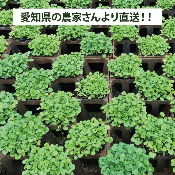 ダイカンドラ・ポット苗・ 32個セット 3寸（3号 9cmポット) 農家直送