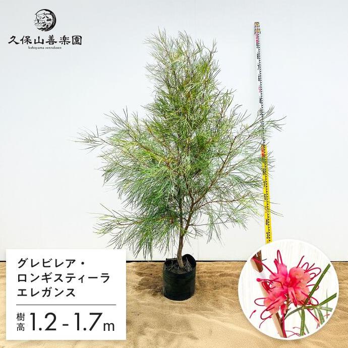 グレビレア エレガンス 7号 3-4年生苗 樹高1.2-1.7m オージープランツ