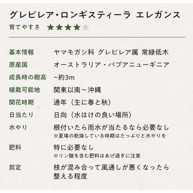 グレビレア エレガンス 7号 3-4年生苗 樹高1.2-1.7m オージープランツ