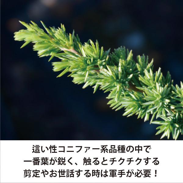生産者直送］ブルーパシフィック 15cmポット 9株（1平米分）常緑針葉樹