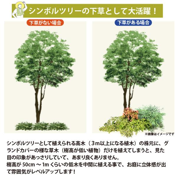 低木4品種 (日向〜半日陰) 計8ポット カラーリーフ中心！ ヒメクチナシ