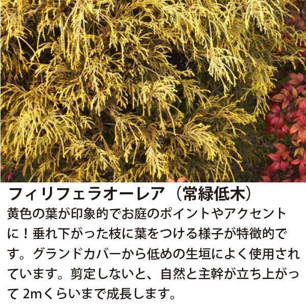 低木4品種 (日向〜半日陰) 計8ポット カラーリーフ中心！ ヒメクチナシ
