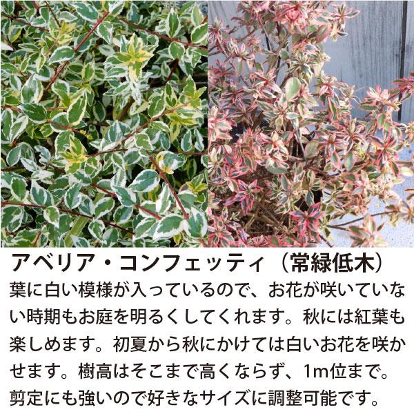 低木4品種 (日向〜半日陰) 計8ポット カラーリーフ中心！ ヒメクチナシ