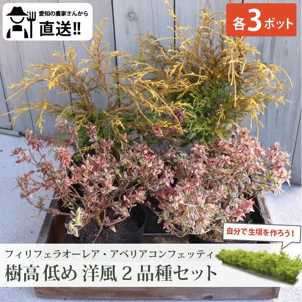 生け垣に最適 低木2品種 各3ポット (洋風の常緑低木） アベリア