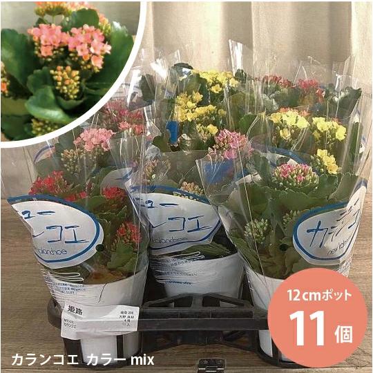 カランコエ Mix 11個セット (4号 12cmポット) ミックス 多肉植物 卒園