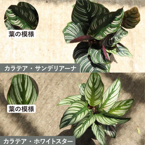 農場直送！カラテア アソートセット 3.5号鉢 10鉢 観葉植物 ［1