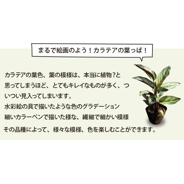 農場直送！カラテア アソートセット 3.5号鉢 5鉢 観葉植物