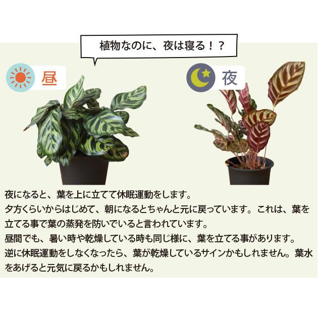 農場直送！カラテア アソートセット 3.5号鉢 5鉢 観葉植物