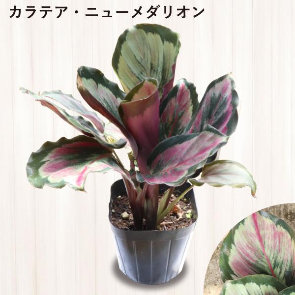 農場直送！カラテア アソートセット 3.5号鉢 5鉢 観葉植物