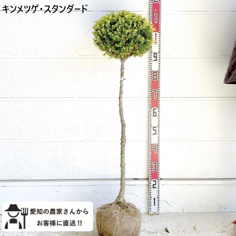生産者直送］キンメツゲ スタンダード仕立て 樹高約1m 庭木 苗木