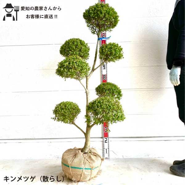 送料込み　チャメロプス　形状良　株立ち　シンボルツリー　現品　庭木 キンメツゲ 散らし 玉ちらし 仕立て 樹高約1.1〜1.3m 送料無料