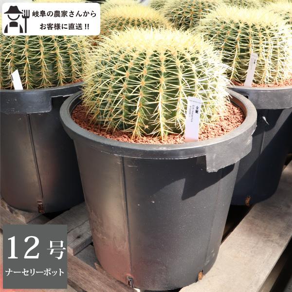 キンシャチ 金シャチ 金鯱 サボテン 12号鉢 樹齢約20年 プラ鉢 室内