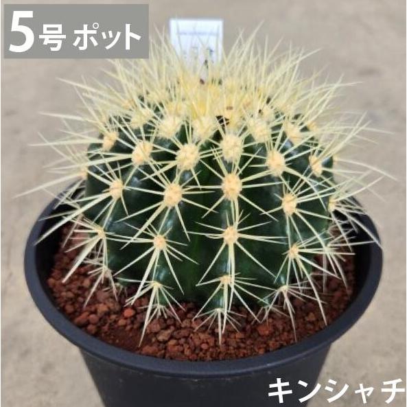 キンシャチ 金シャチ 金鯱 サボテン 5号 苗 大型 インテリア 鉢植え