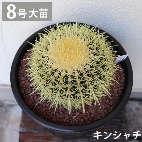 キンシャチ 金シャチ 金鯱 サボテン 8号鉢 樹齢約10-12年！ 観葉植物