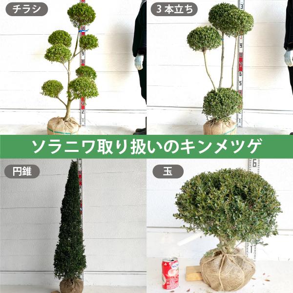 生産者直送］キンメツゲ 玉 仕立て 樹高約0.3m 送料無料 庭木