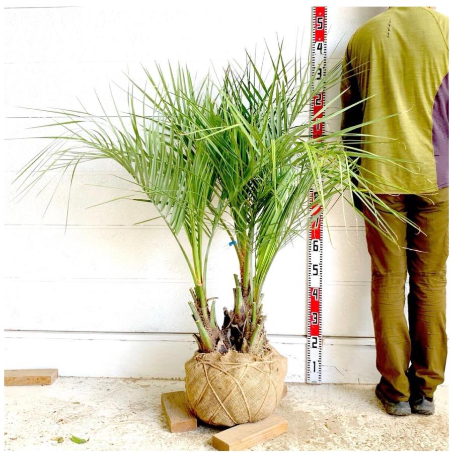 特価！　軒太！　ココスヤシ　高さ2m30位　幅3m位 特価！ 軒太！ ココスヤシ 高さ2m30位 幅3m位 特価！ 軒太