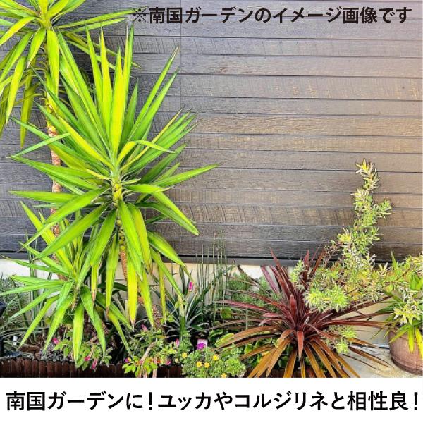 生産者直送］ココスヤシ 樹高約1-1.2m 送料無料 庭木 シンボルツリー