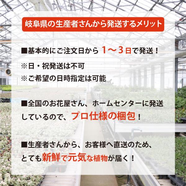 農場直送!レカノプテリス クルスタセア 5号鉢 プラ鉢 吊り鉢 農場直送!レカノプテリス クルスタセア 5号鉢 プラ鉢 吊り鉢