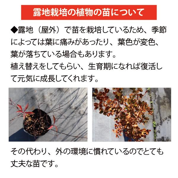ローメンテナンス・ガーデンセット お世話があまり必要ない品種を集めました！ 9-12cmポット苗 5品種 21個セット[IO]の画像
