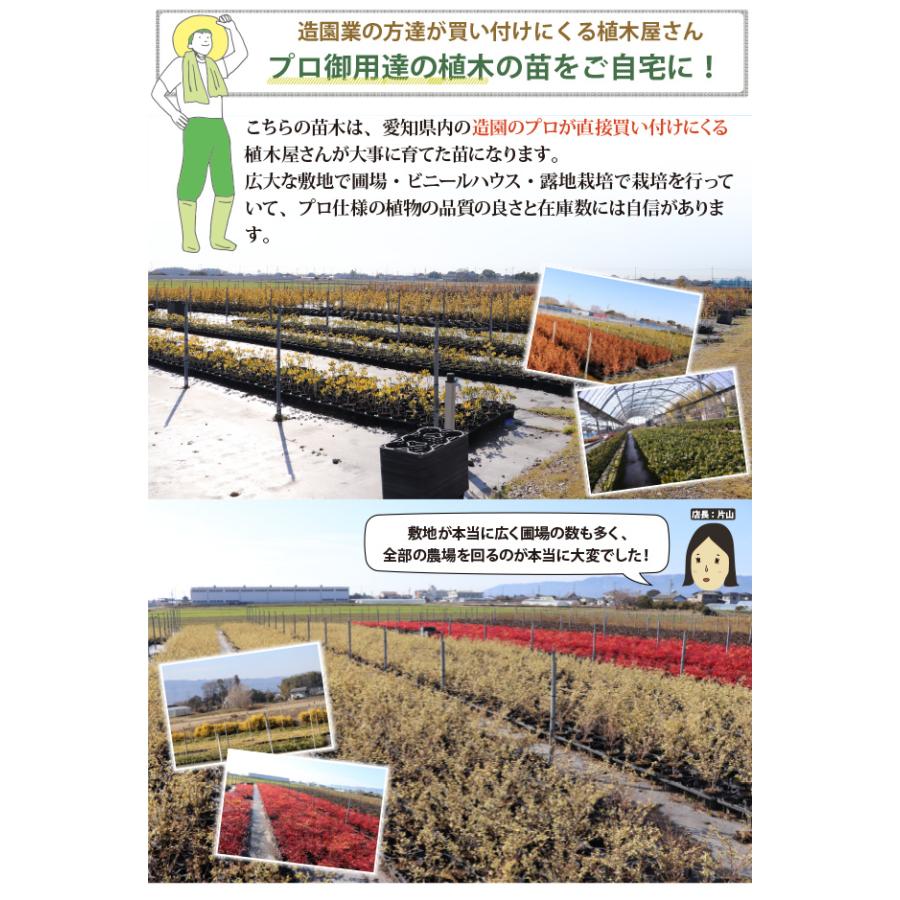 ローメンテナンス・ガーデンセット お世話があまり必要ない品種を集めました！ 9-12cmポット苗 5品種 21個セット[IO]の画像