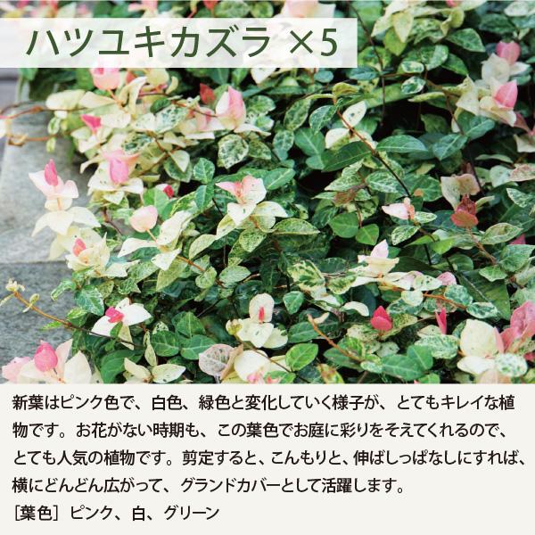 ローメンテナンス・ガーデンセット お世話があまり必要ない品種を集めました！ 9-12cmポット苗 5品種 21個セット[IO]の画像