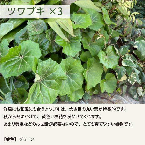 ローメンテナンス・ガーデンセット お世話があまり必要ない品種を集めました！ 9-12cmポット苗 5品種 21個セット[IO]の画像