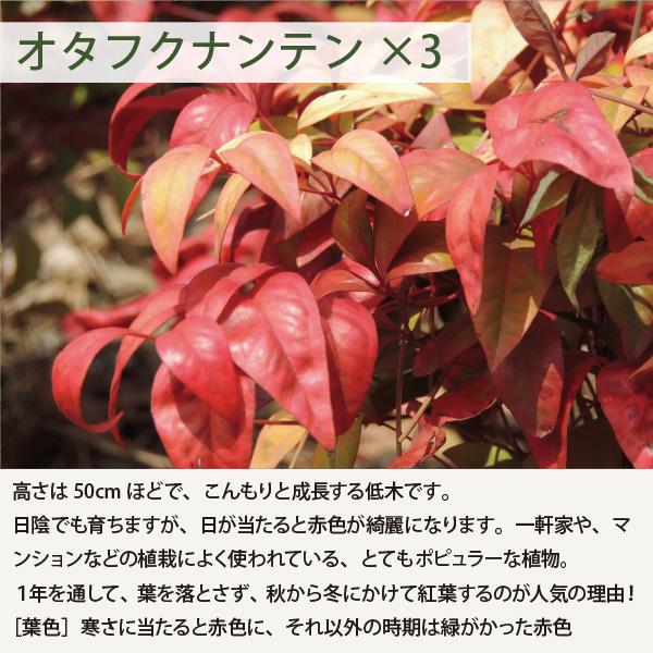 ローメンテナンス・ガーデンセット お世話があまり必要ない品種を集めました！ 9-12cmポット苗 5品種 21個セット[IO]の画像