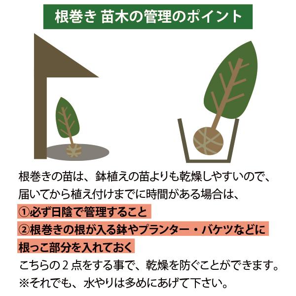 麻倉ヨウ 人気の落葉樹 マルバノキ 372 樹高1.7m位 丸葉の木 シンボルツリーで人気！ハートの葉っぱのマルバノキの魅力と育て