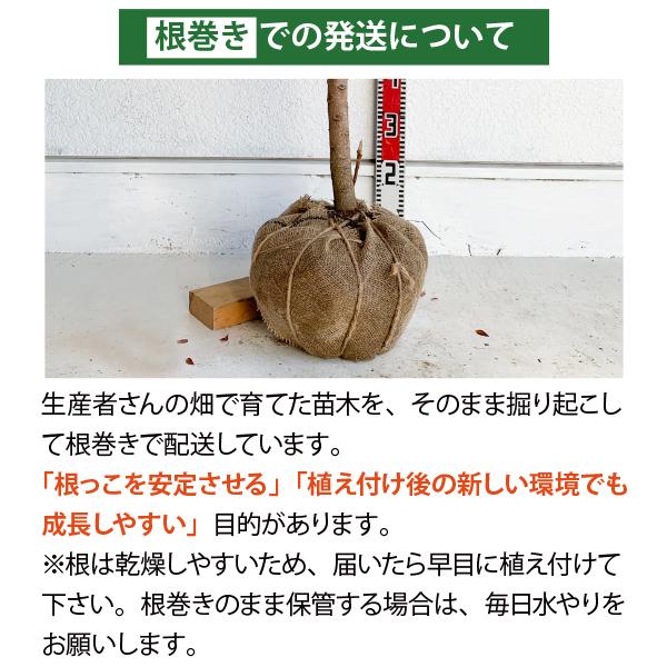 生産者直送］マルバノキ 樹高約1.4m 送料無料 庭木 苗木