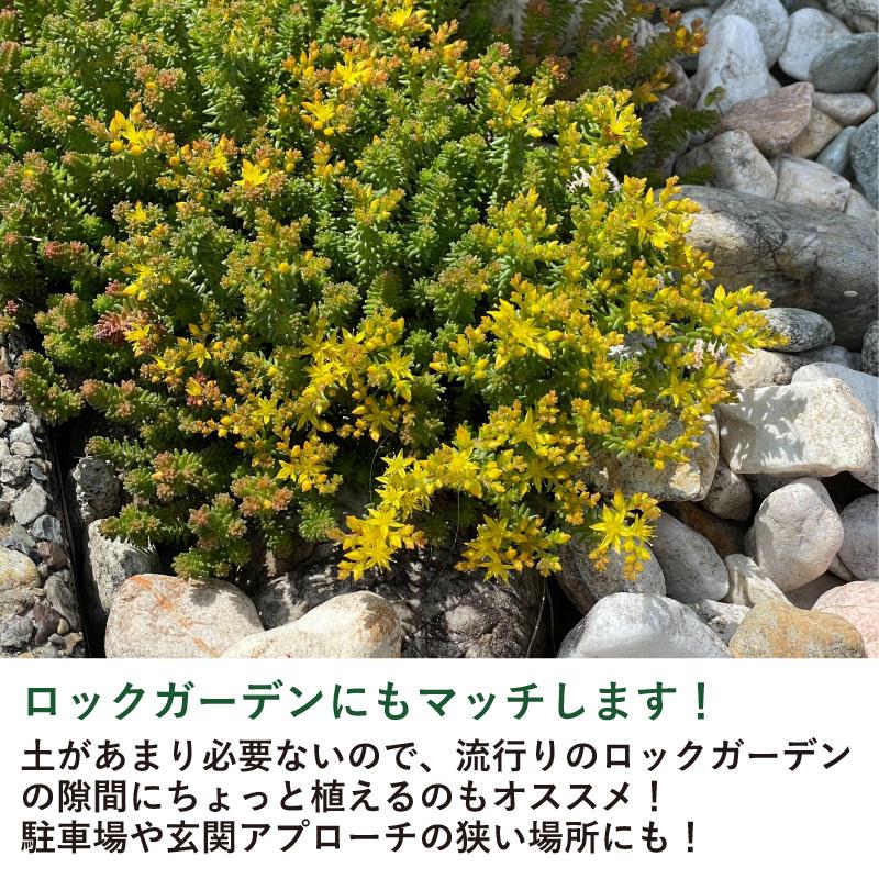 セダム メキシコマンネングサ 3寸 9cmポット 10個セット イエローカーペット グランドカバー 多肉 多年草 常緑 日陰 Mexico Mannengusa ソラニワ 通販 Yahoo ショッピング