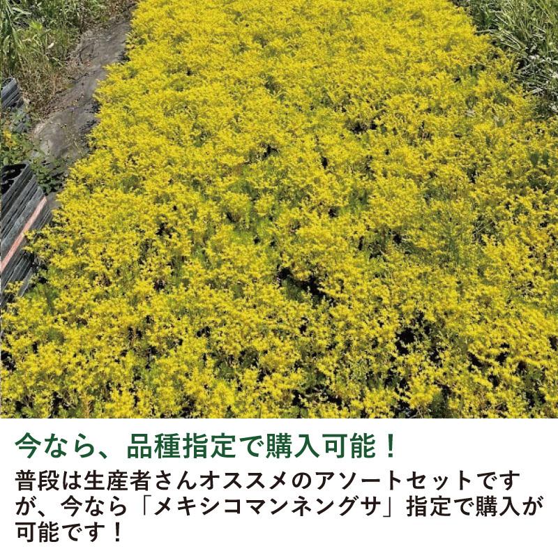 セダム メキシコマンネングサ 3寸 9cmポット 10個セット イエローカーペット グランドカバー 多肉 多年草 常緑 日陰 Mexico Mannengusa ソラニワ 通販 Yahoo ショッピング