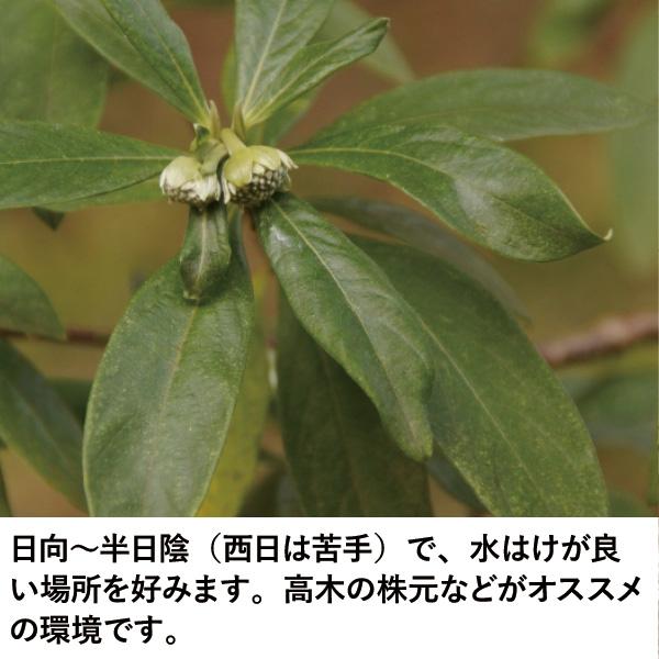 ［生産者直送］ミツマタ 樹高約0.6m　送料無料　庭木　苗木　シンボルツリー 植え込み　人気　落葉低木｜soraniwashop｜03