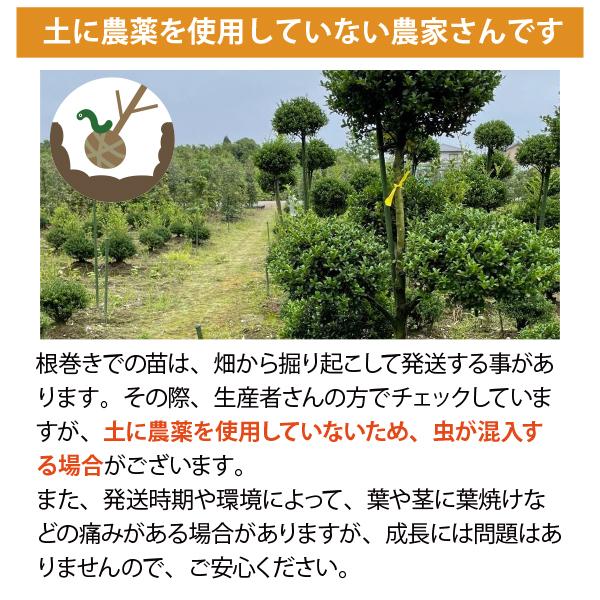 ［生産者直送］ミツマタ 樹高約0.6m　送料無料　庭木　苗木　シンボルツリー 植え込み　人気　落葉低木｜soraniwashop｜06