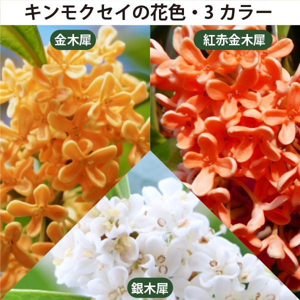 生産者直送］お得な金木犀と銀木犀 2点セット 樹高約1.5m 送料