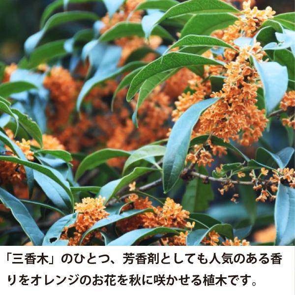 生産者直送］お得な金木犀と銀木犀 2点セット 樹高約1.5m 送料無料