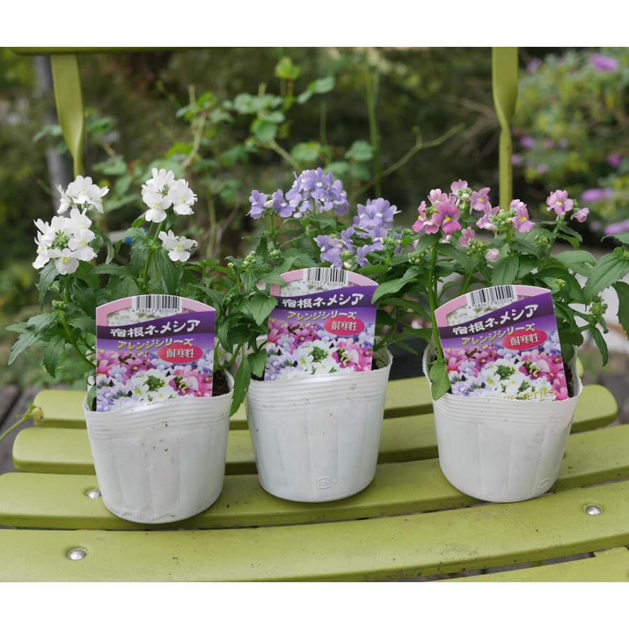 宿根ネメシア 3.5寸 10.5cmポット 24個 セット (ケース) ネメシア