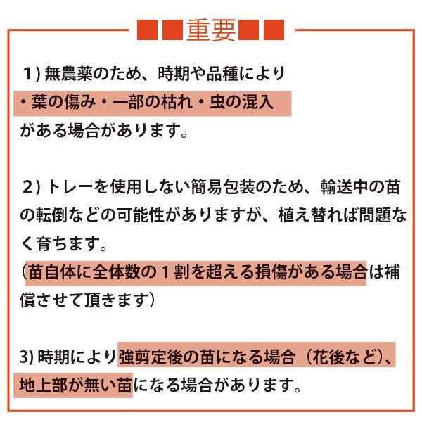 西日に負けない！スタイリッシュ 無農薬栽培 9-15cmポット苗 5品種 10個セット 西向き 生産者直送｜soraniwashop｜12