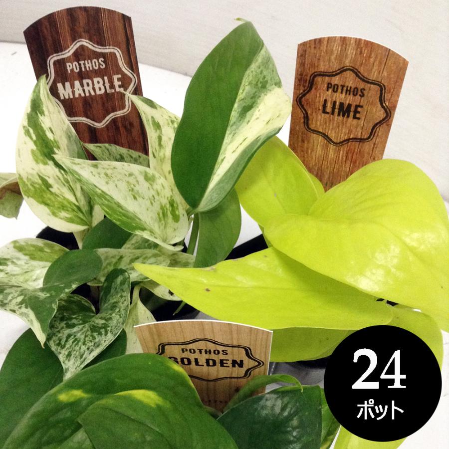 観葉植物 ポトス ミックス 3寸 (3号 9cmポット) 24個 セット ［H