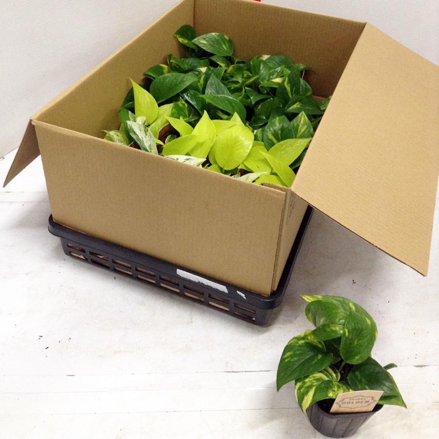 観葉植物 ポトス ミックス 3寸 (3号 9cmポット) 24個 セット ［H