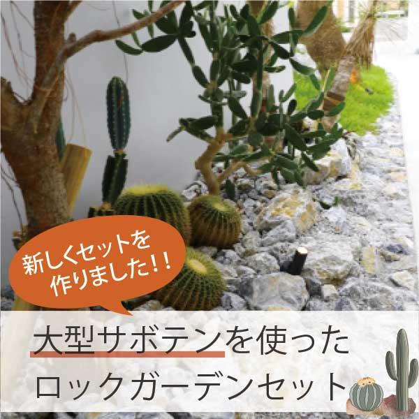 アガベ、マンガベ、サボテン等26点セット アガベ・サボテンで造るロックガーデンセット 6品種 ［Lサイズ