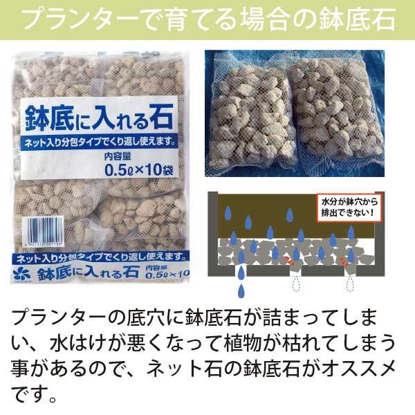 アガベ・サボテンで造るロックガーデンセット 4品種 ［Mサイズ 