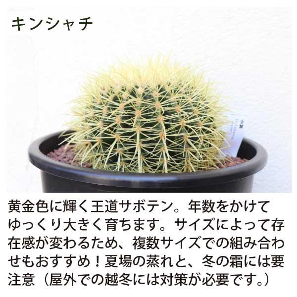 アガベ・サボテンで造るロックガーデンセット 4品種 ［Mサイズ