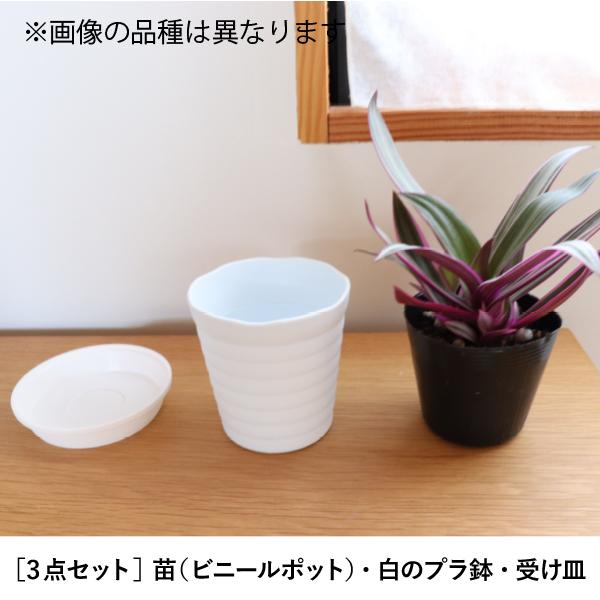 生産者直送］サンスベリア ハニーグリーン 風水 お洒落な白いプラ鉢